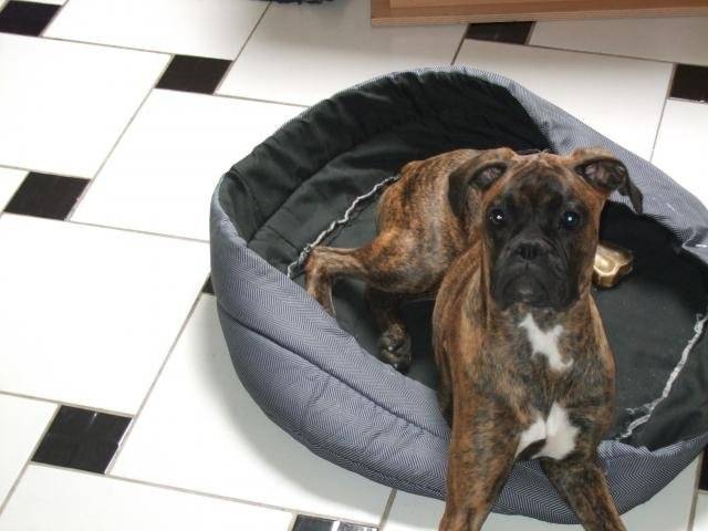 boxer - Boxer