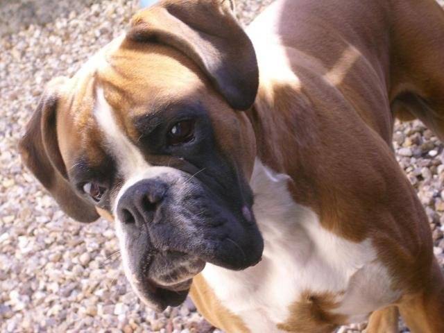 Boxer - Boxer