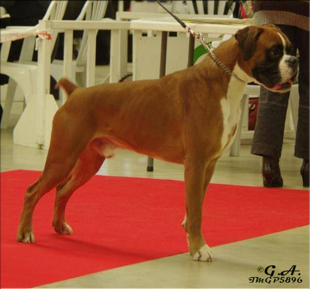 BOXER - Boxer
