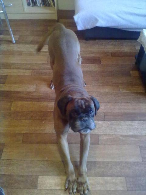 Ayrton Boxer - Boxer