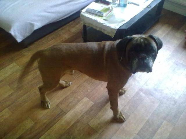 Ayrton Boxer - Boxer