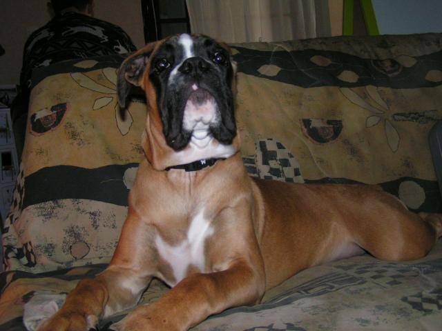 Fidjy - Boxer - Boxer