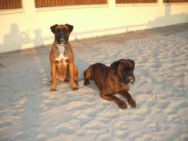 boxer, urkan et Caiera - Boxer