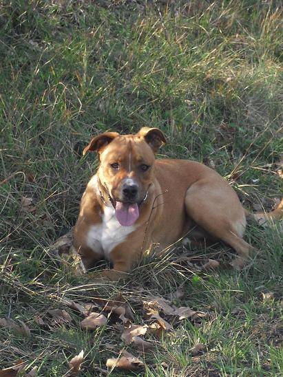 cannelle croisée boxer - Boxer