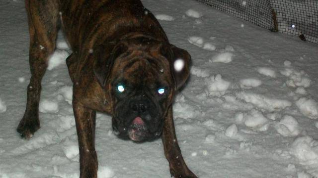 Boxer bringé**Erwin - Boxer