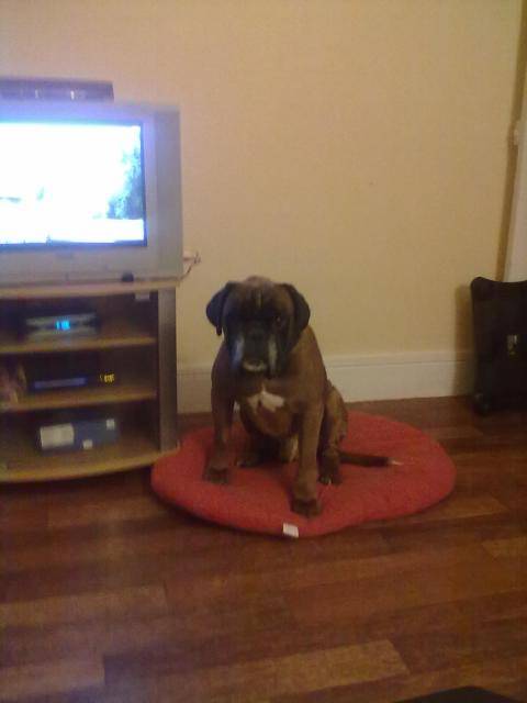 Boxer Ayrton - Boxer