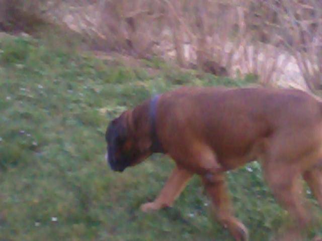 Ayrton Boxer - Boxer