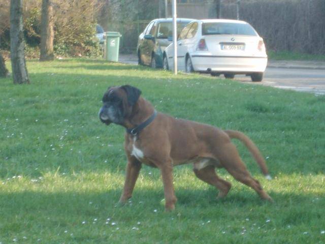 Ayrton Boxer - Boxer