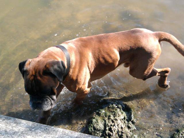 Ayrton Boxer - Boxer