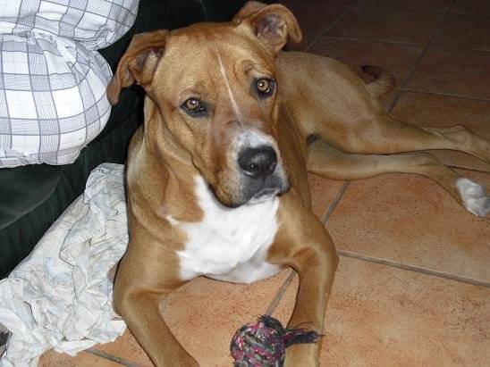 canelle croisée boxer - Boxer