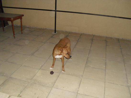 canelle croisée boxer - Boxer