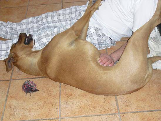 canelle croisée boxer - Boxer