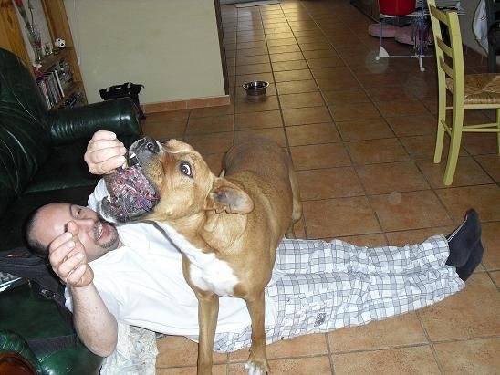 cannelle croisée boxer - Boxer