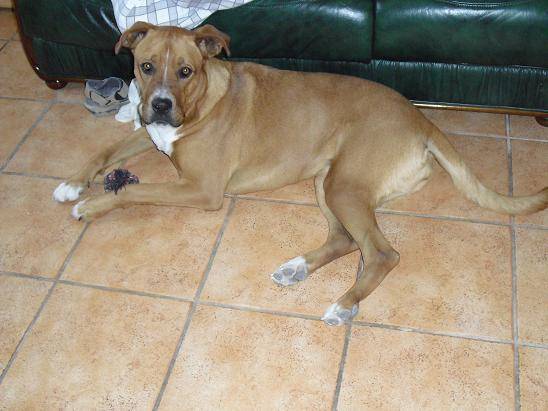 canelle croisée boxer - Boxer