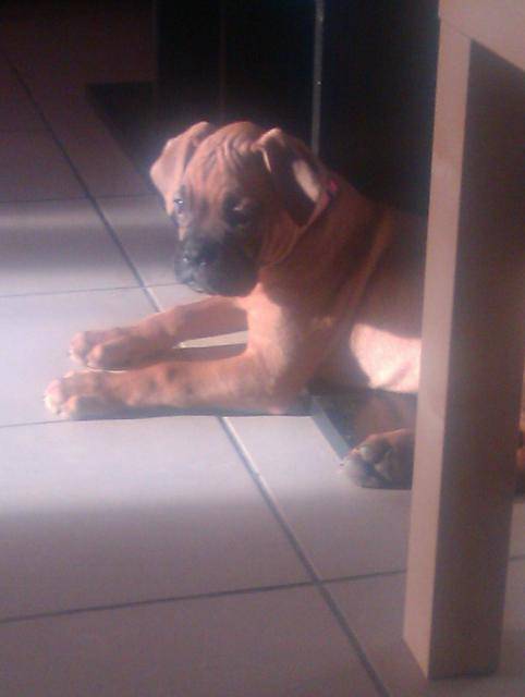boxer "fatal beauty" 2mois - Boxer