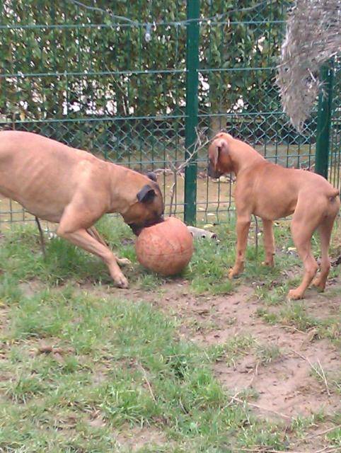 boxer "bakster et fatal beauty"5ans et demi et 5mois - Boxer