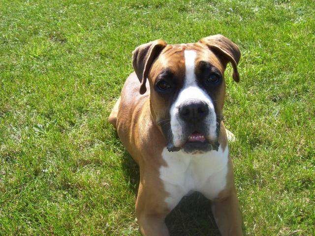 boxer bako - Boxer