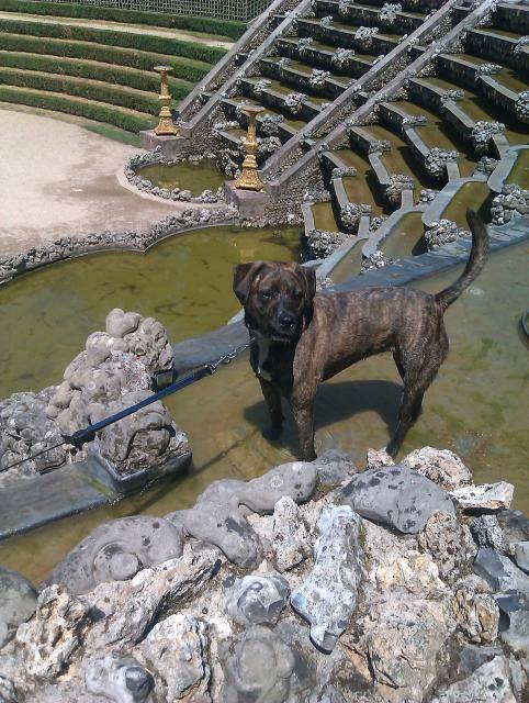 Croisé boxer - SAXO - Boxer