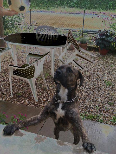 Croisé boxer - SAXO - Boxer