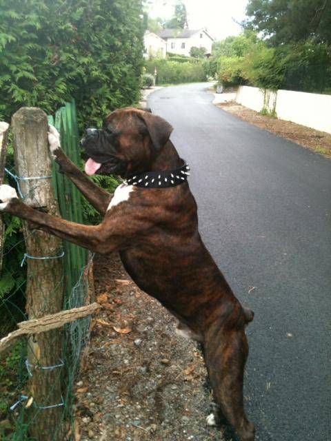 Boxer Tyson - Boxer