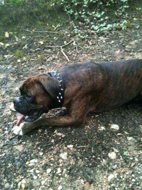 Tyson boxer - Boxer