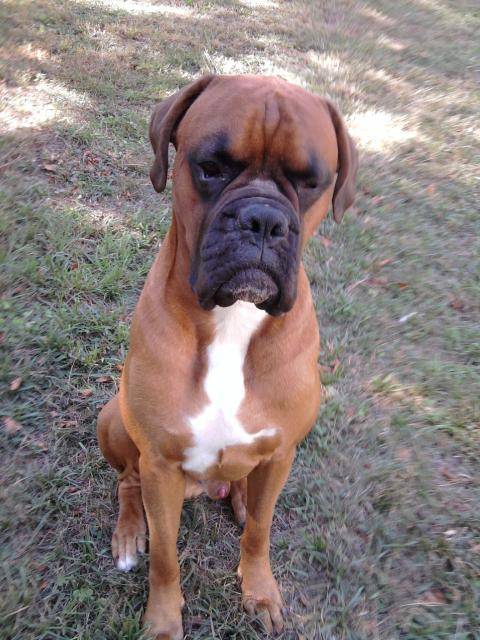 boxer cian 4 ans - Boxer (4 ans)