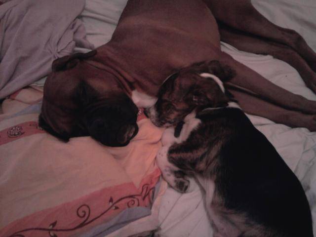 boxer cian 4 ans - Boxer (4 ans)