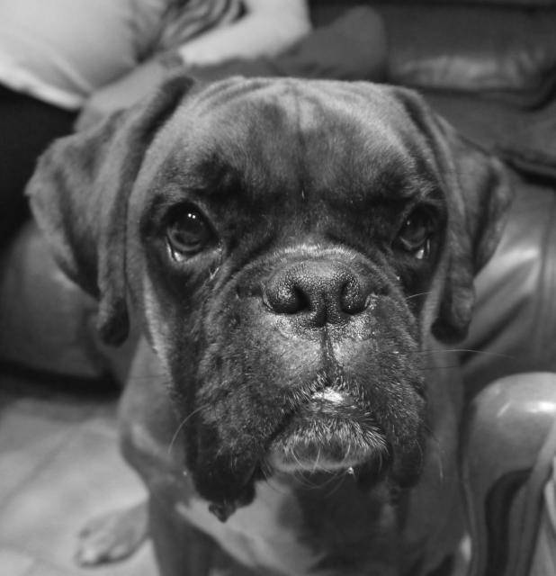 Mon boxer Elite - Boxer