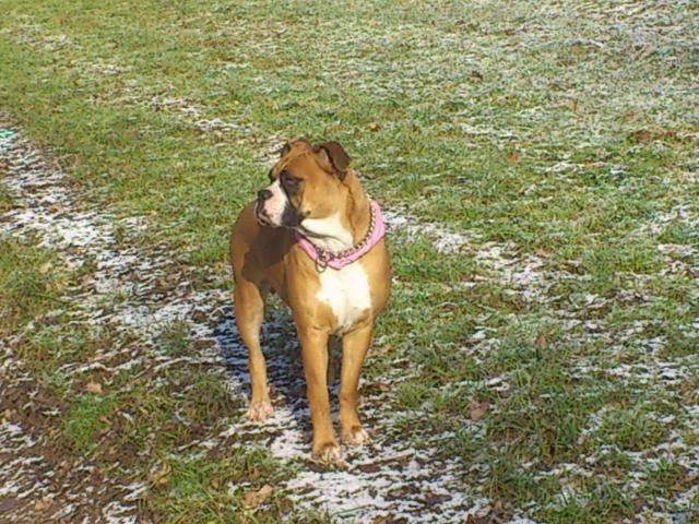 boxer passoa - Boxer