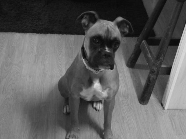 Fanta - boxer - 1 an - Boxer