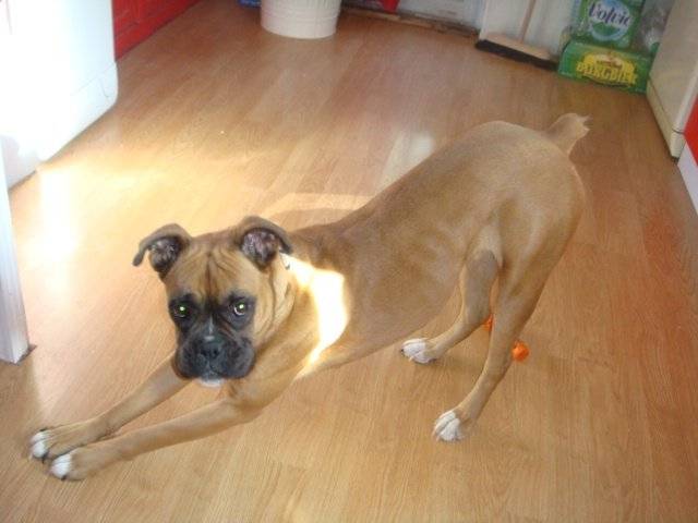 Fanta - boxer - 1 an & demi - Boxer