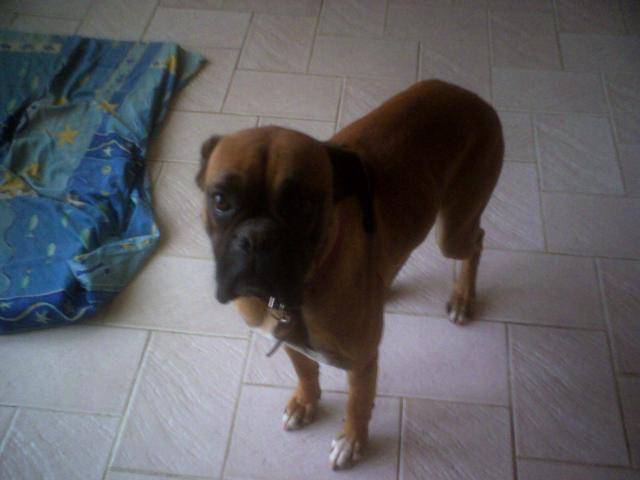 boxer,fetji - Boxer