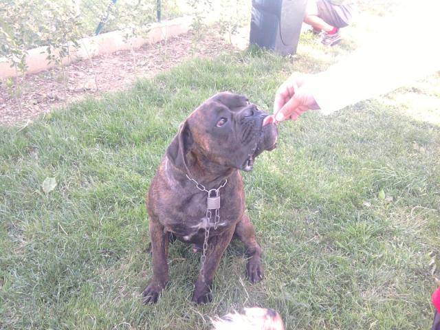boxer ox - Boxer