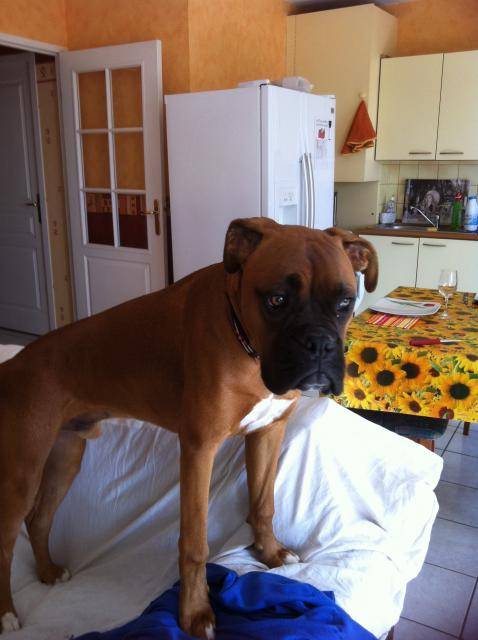 boxer guess - Boxer
