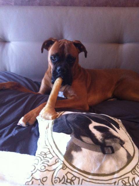 boxer guess - Boxer