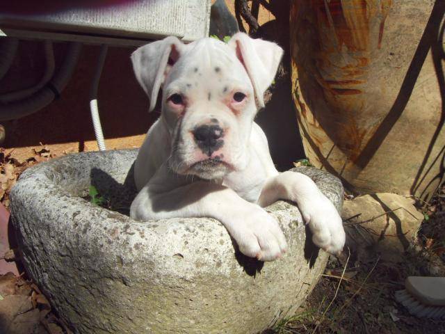 boxer blanc halo - Boxer