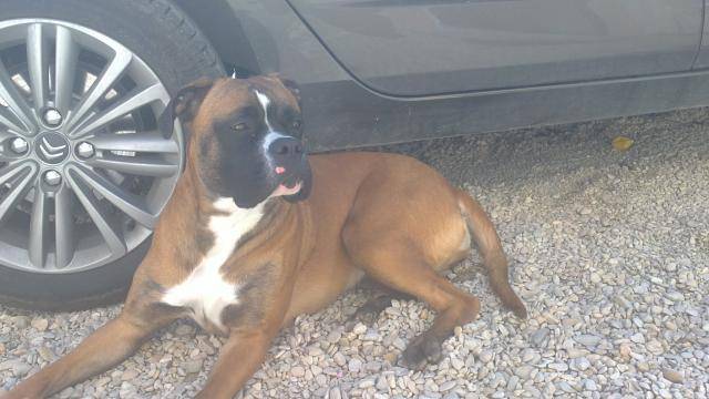 boxer croiser dog de bordeaux - Boxer