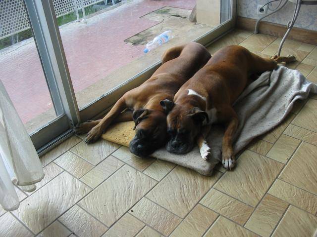 boxer - Boxer