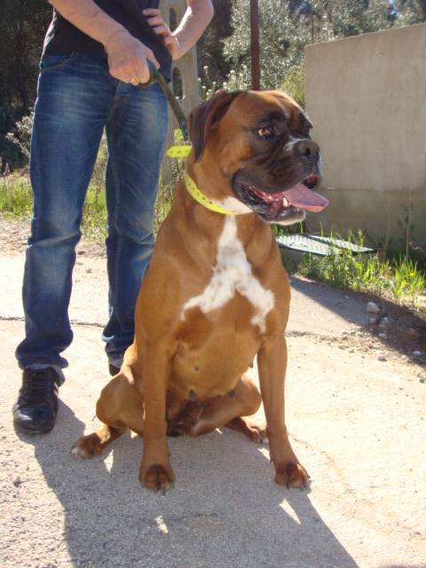 Furia - boxer de 2 ans et 9 mois - Boxer (9 mois)
