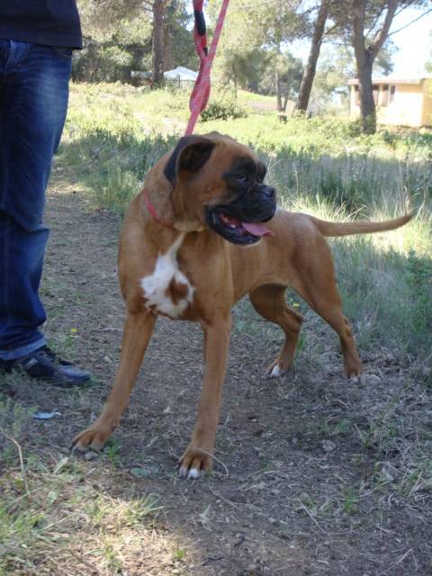 Dakota - boxer de 5 ans - Boxer (5 ans)