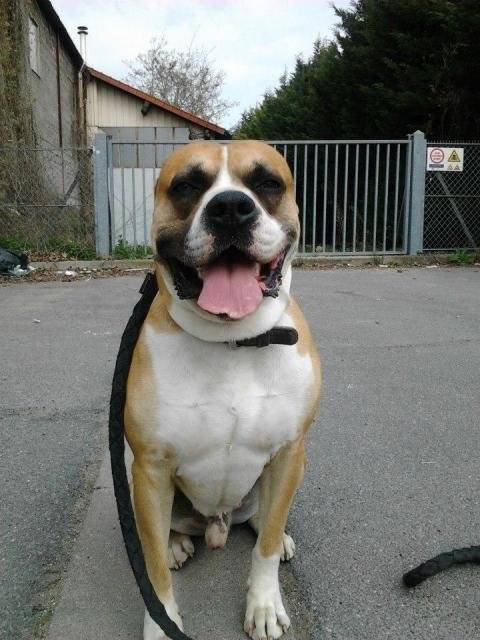 Boxer/staff Mimile - Boxer