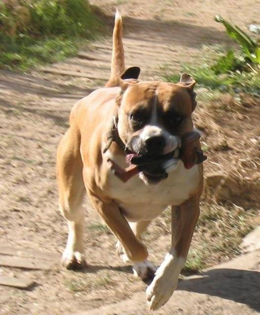 Croisé boxer/ staff, Mimile - Boxer