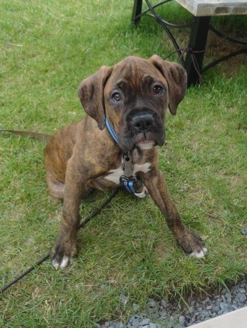 Boxer, Flash ! - Boxer