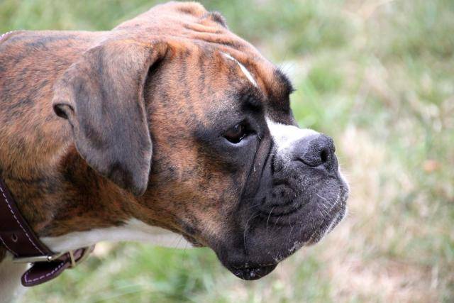boxer Lilly - Boxer