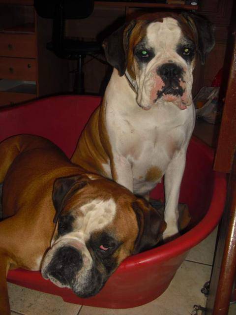 boxer , charlotte et dick , là, on se repose - Boxer