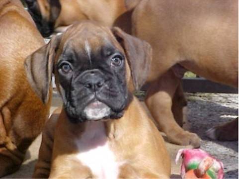 Urkan a 8 semaines - Boxer