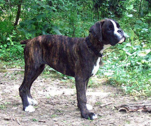 Baïkhal du Clos de l'Escaladieu - Boxer