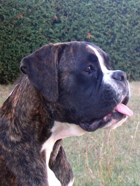 Baïkhal du Clos de l'Escaladieu - Boxer
