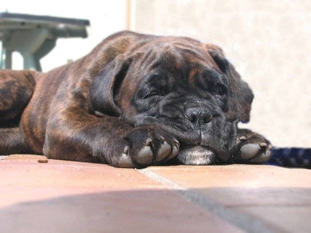 Coca du Cos Lavigerie - Boxer