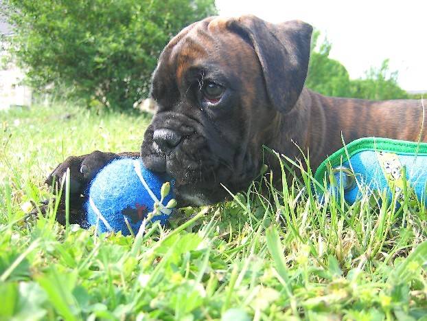 Coca du Cos Lavigerie - Boxer